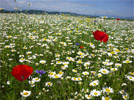 Transylvanian flower meadow